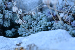 Sedum dasyphyllum