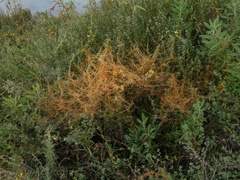 Cuscuta californica
