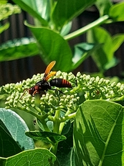 Rhynchium haemorrhoidale