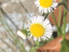 Erigeron quercifolius