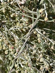 Funastrum heterophyllum