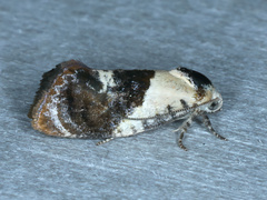 Hypertropha chlaenota