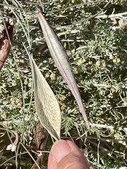 Funastrum heterophyllum