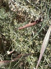 Funastrum heterophyllum