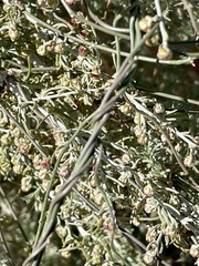 Funastrum heterophyllum