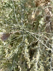 Funastrum heterophyllum