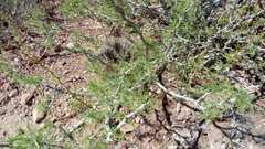 Prosopis calingastana