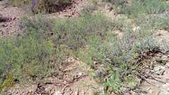 Prosopis calingastana