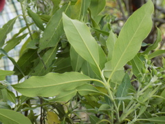 Garrya longifolia