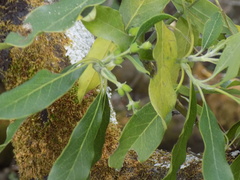 Garrya longifolia