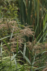 Phragmites australis