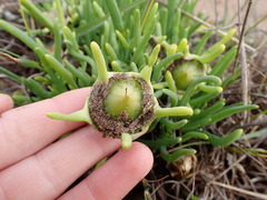 Conicosia pugioniformis