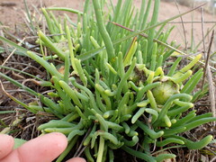 Conicosia pugioniformis