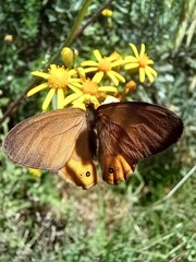 Hypocysta pseudirius