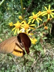 Hypocysta pseudirius