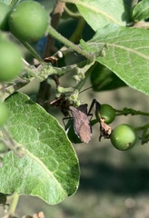 Leptoglossus chilensis
