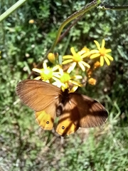 Hypocysta pseudirius