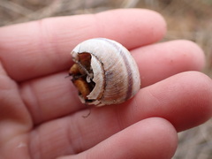 Helminthoglypta walkeriana