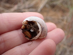 Helminthoglypta walkeriana