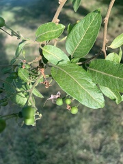 Leptoglossus chilensis