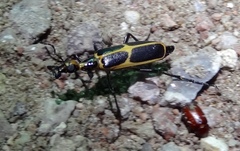 Pyrota obliquefascia