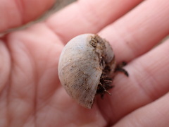 Helminthoglypta walkeriana