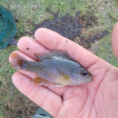 Lepomis miniatus × punctatus