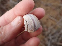 Helminthoglypta walkeriana