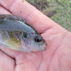 Lepomis miniatus × punctatus