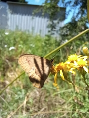 Hypocysta pseudirius