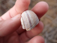 Helminthoglypta walkeriana