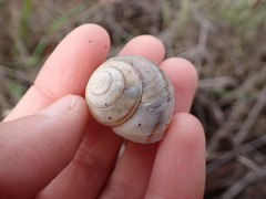 Helminthoglypta walkeriana