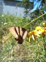 Hypocysta pseudirius