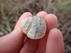 Helminthoglypta walkeriana