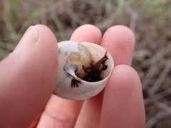 Helminthoglypta walkeriana