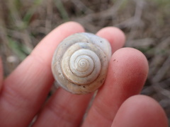 Helminthoglypta walkeriana