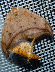 Ecpyrrhorrhoe rubiginalis