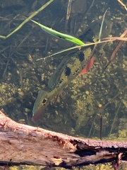Cichla ocellaris