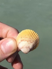 Dallocardia muricata