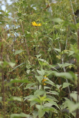 Helianthus tuberosus