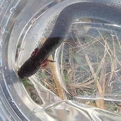 Siren intermedia