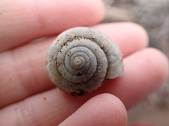 Helminthoglypta walkeriana