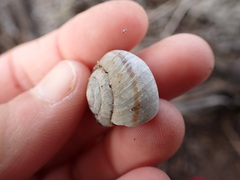 Helminthoglypta walkeriana