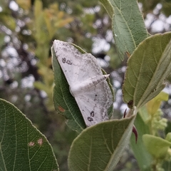 Somatina omicraria