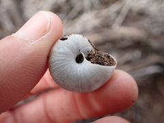 Helminthoglypta walkeriana