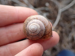Helminthoglypta walkeriana
