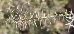 Vachellia tortuosa