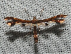 Geina tenuidactylus
