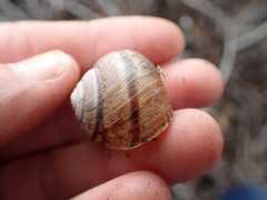Helminthoglypta walkeriana
