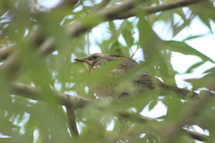 Turdus pilaris